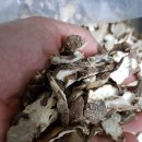 목이버섯 복령 굼뱅이 엉컹퀴 수세미 여주 백출 이미지