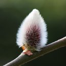 식물원 강아지 이미지