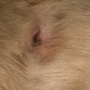 금비동물병원 | 대전 동물병원 추천 금비동물병원)오류동 강아지 흉터(물집) 치료받은 후기!(리트리버)