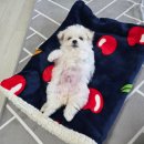 뽀독 | 송도 마이펫페어 후기 ㅣ 펫페어 일정 무료사전등록 ㅣ 개모차비교 장난감 용품가격