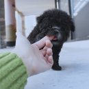 강아지랑나랑 이미지