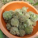 동아당한약방 이미지