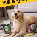 비트덴탈 이미지