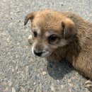 구리동물보호센터 | [부산동물보호센터] 유기견봉사후기 2026.4 ①