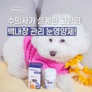 나의 강아지에게 | 강아지 백내장 관리 페노비스 벳 루테인 눈영양제 후기