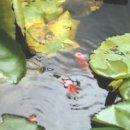 바늘과실사