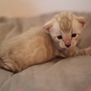 소유뱅갈캐터리 이미지