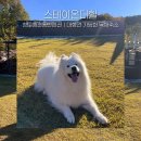 더힐펜션 | [청도애견동반펜션] 스테이온더힐｜대형견 가능한 독채숙소 후기 🏡