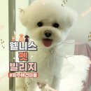 웰니스펫뷰티 | 파주애견미용 잘하는 곳 파주 웰니스 펫 빌리지 비숑미용후기