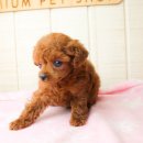 베이비 몽 이미지