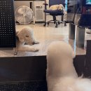 힙독 애견카페 이미지