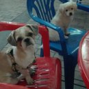 퍼피스토리 이미지