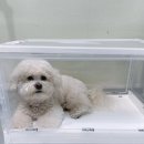 나뚜라동물의료기기판매 | 실버펫산소방 강아지 고양이산소방 설치 후기!