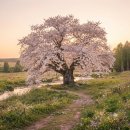 황금호프 - 제천시 명륜로 120 | 영화 '호프' 관람 후기 : 안톤 체홉의 벚꽃동산이 생각난 건 저 뿐인가요? 연극쟁이 모여라! (스포주의)