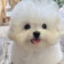 지니퍼피 의정부강아지분양 애견샵 이미지