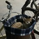 성민도서관 | 블챌 11주차 | Smile Nod Ignore Proceed