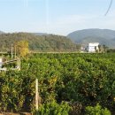 계림농장 이미지