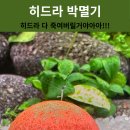 삼아어산 | 히드라 박멸기 - 플라나리아 제로여 너의 힘을 보여줘!!!