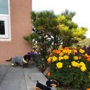 댕댕이 하우스 이미지