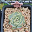 러블리엘 이미지