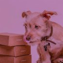 행복한강아지 이미지