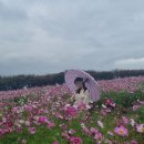 당진 당일치기 여행 2편- 카페 피어라 청보리밭, 아그로랜드 태신목장 코스모스 &amp; 핑크뮬리