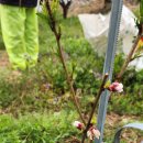 4월6일 복숭아꽃 자두꽃 이미지