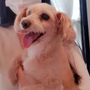 김동인치과 | 강아지 유선종양 우리집 댕댕견 노견 15살 보리 유선종양수술후기 (부산다솜동물병원)