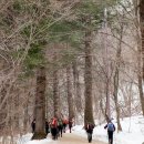 (제 188차) 평창 오대산(1,563m) 눈꽃산행 갑니다. 이미지