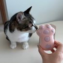 더멍멍 | 고양이 브러쉬 뭐 써야할까? 멍멍집사 고양이 빗 추천 후기