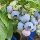 비봉농원 이미지