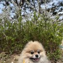 댕구르르 이미지