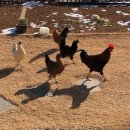 동막2농장 이미지