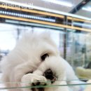 에바다애견 이미지