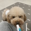 치즈 애견유치원&애견호텔 이미지