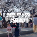 북영천역 앞~서문육거리 | 청주 무심천 벚꽃축제 주차 푸드트럭 개화 후기 총정리