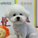 스퀘어독스 이미지