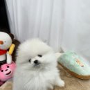 강아지분양 고양이분양 컴투펫 수원점 | 수원강아지분양 찾아온 행복