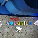 산호문구완구 | 코엑스 아쿠아리움 후기 볼거리 가득한 신비한 바닷속 여행