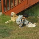 승민애견 이미지