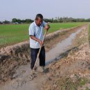 Without rain, Penang paddy farmers may lose RM37m rice bowl 이미지