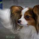 강아지보호구역 이미지