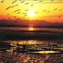 순천만 갈대밭 이미지