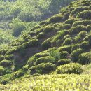 용추휴양림(하) 이미지