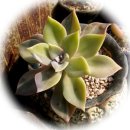 성미슈퍼 이미지