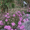 세종 대전강아지장례식장 펫포유에서 루세떼 제작했어요.