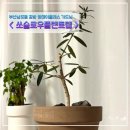 남포동공방 쏘슬로우플랜트랩 부산식물가게 에서 올리브나무 가드닝원데이클래스