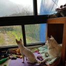 잘다녀오시개 이미지