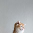 골든키티캐터리 이미지