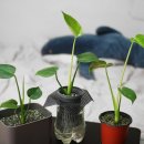 형제농장1호 이미지